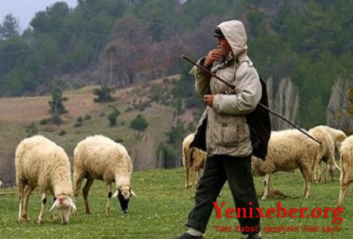 Ceyrançöldə çobanlar arasında kütləvi dava