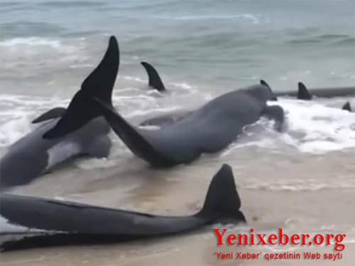 Avstraliyada 150 delfin özünü sahilə atıb -