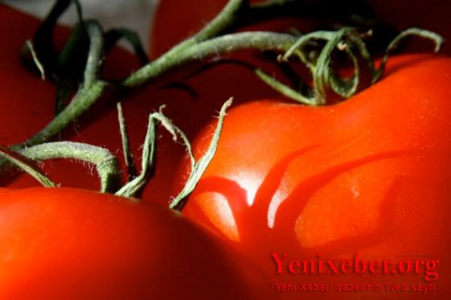 Pomidorun qiyməti niyə bahadır?