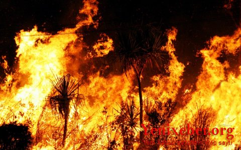 В России зафиксировали 112 очагов лесных пожаров