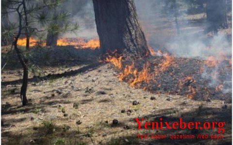 Пожар в Исмаиллы потушен, а в Шабране - локализован