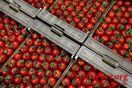 18 ton Azərbaycan pomidoru Kalininqrada buraxılmadı
