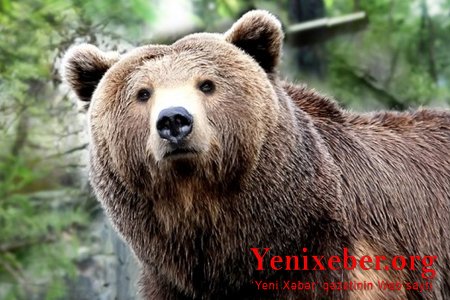 Rusiya Azərbaycana ayı dərisi ixracına başladı