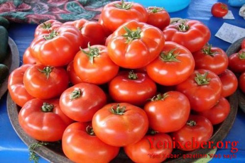 Azərbaycanlı fermer Kəlbəcərdə pomidor yetişdirir 