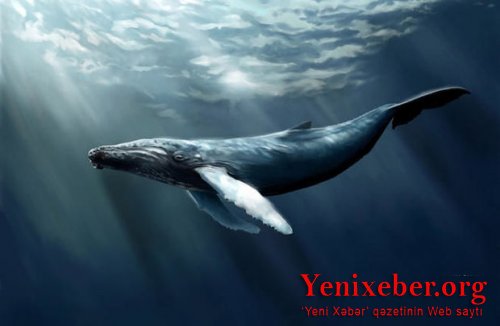 Azərbaycanda "mavi balina"ya görə uşaqlar intihar edir?