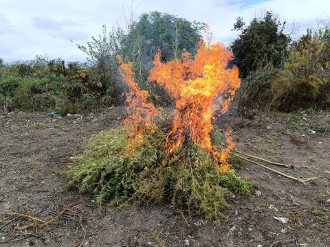 Zəngilanda 1 ton yabanı çətənə bitkisi məhv edilib