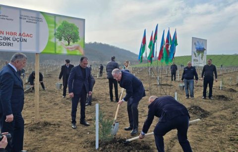 Muxtar Babayev Masallıda ağac əkir, Nəsimi Nəsibov da meşələrin kəsilməsinə rəvac verir