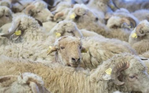 Bayramla bağlı 135 ünvanda qurbanlıq heyvanların satışı və kəsimi xidmətləri göstərilir