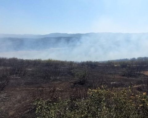 Cəlilabadda meşədəki yanğın nəticəsində bir nəfər tüstüdən zəhərlənib -