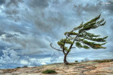 Bakıda və bəzi rayonlarda külək güclənəcək