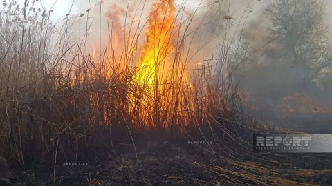 Göyçayda qamışlıq və yabanı kolluq ərazidə yanğın olub