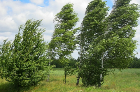 Sabahdan Külək güclənəcək -